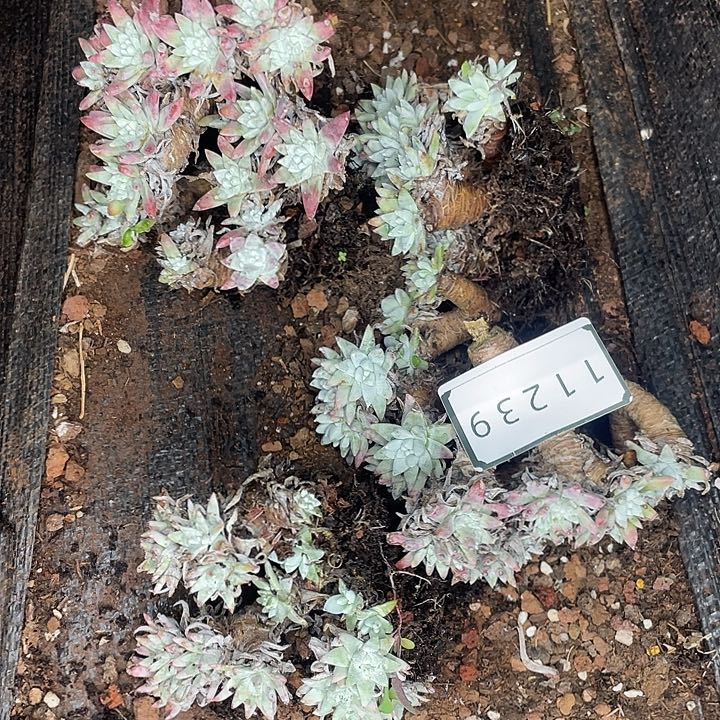 瑕疵特价不售后白菊11239