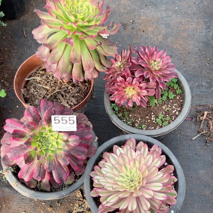 555多肉植物4个一组