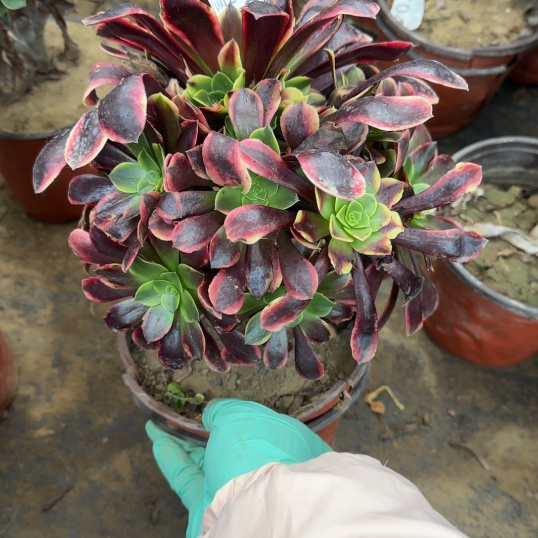 欧佳丽404满20包邮断枝不包