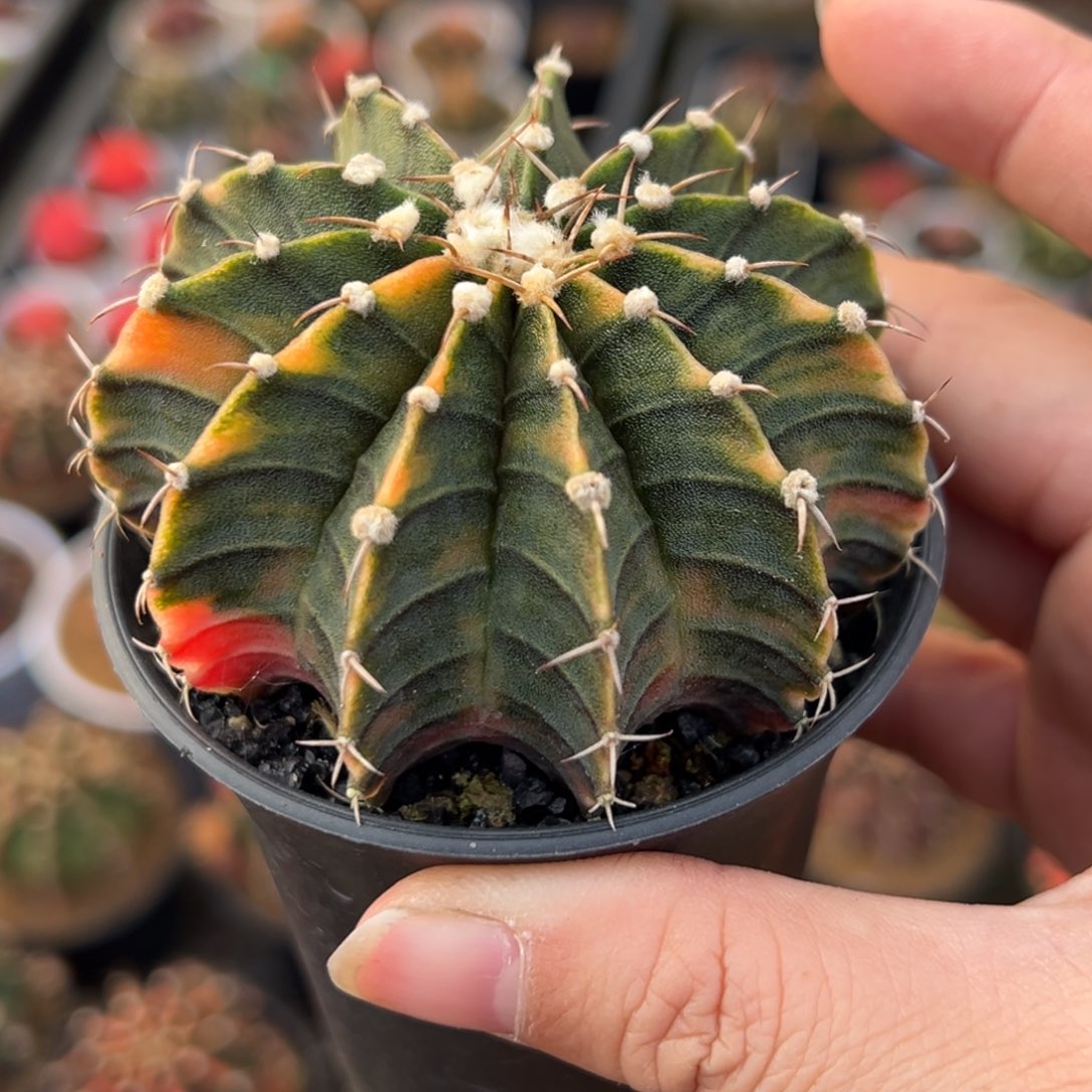 泰系肋骨锦，带盆土发货