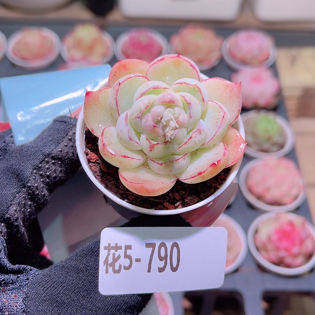 花利美5-790胖虎珍妮