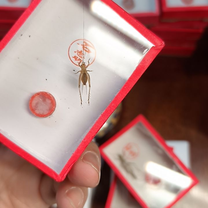 新到石志明大黄顶须一条