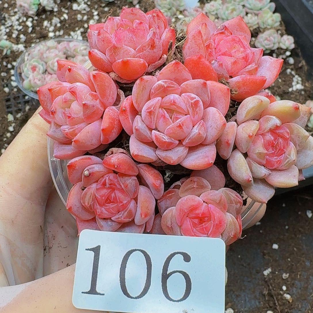 多肉植物多肉植物106