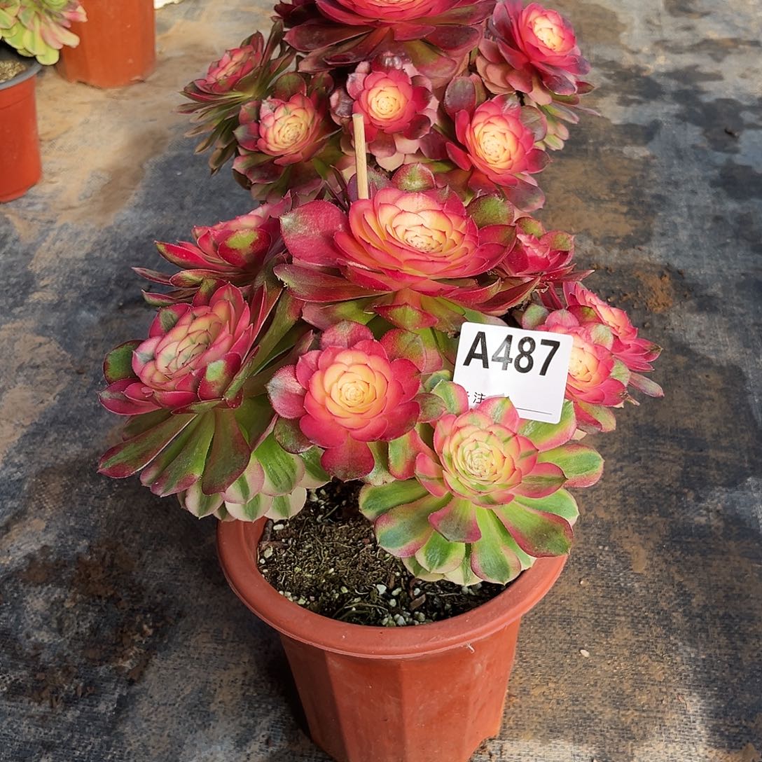 沐***光多肉植物荔枝487多肉