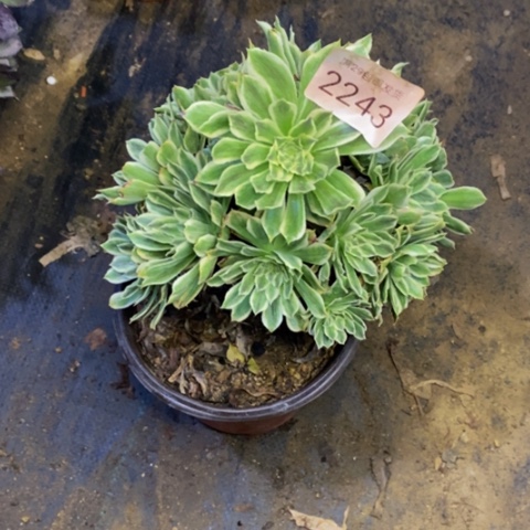 碧浪多肉植物2243
