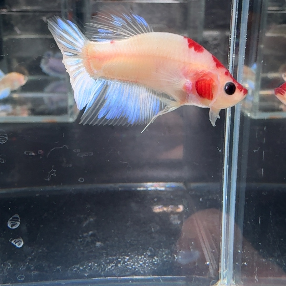 海水鱼22号拍品印尼斗鱼