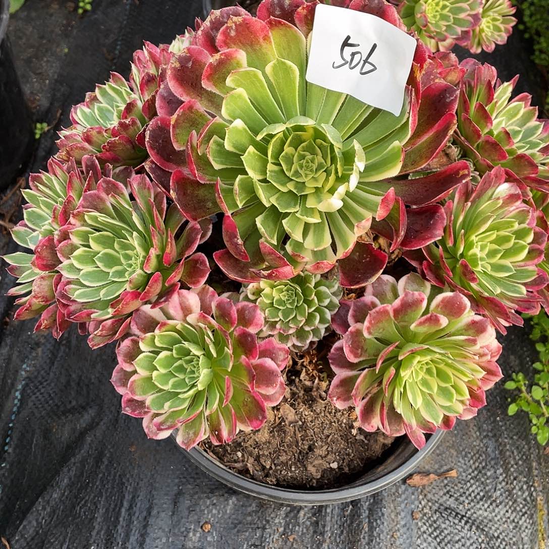 多肉法师506号白玫瑰发货不包损