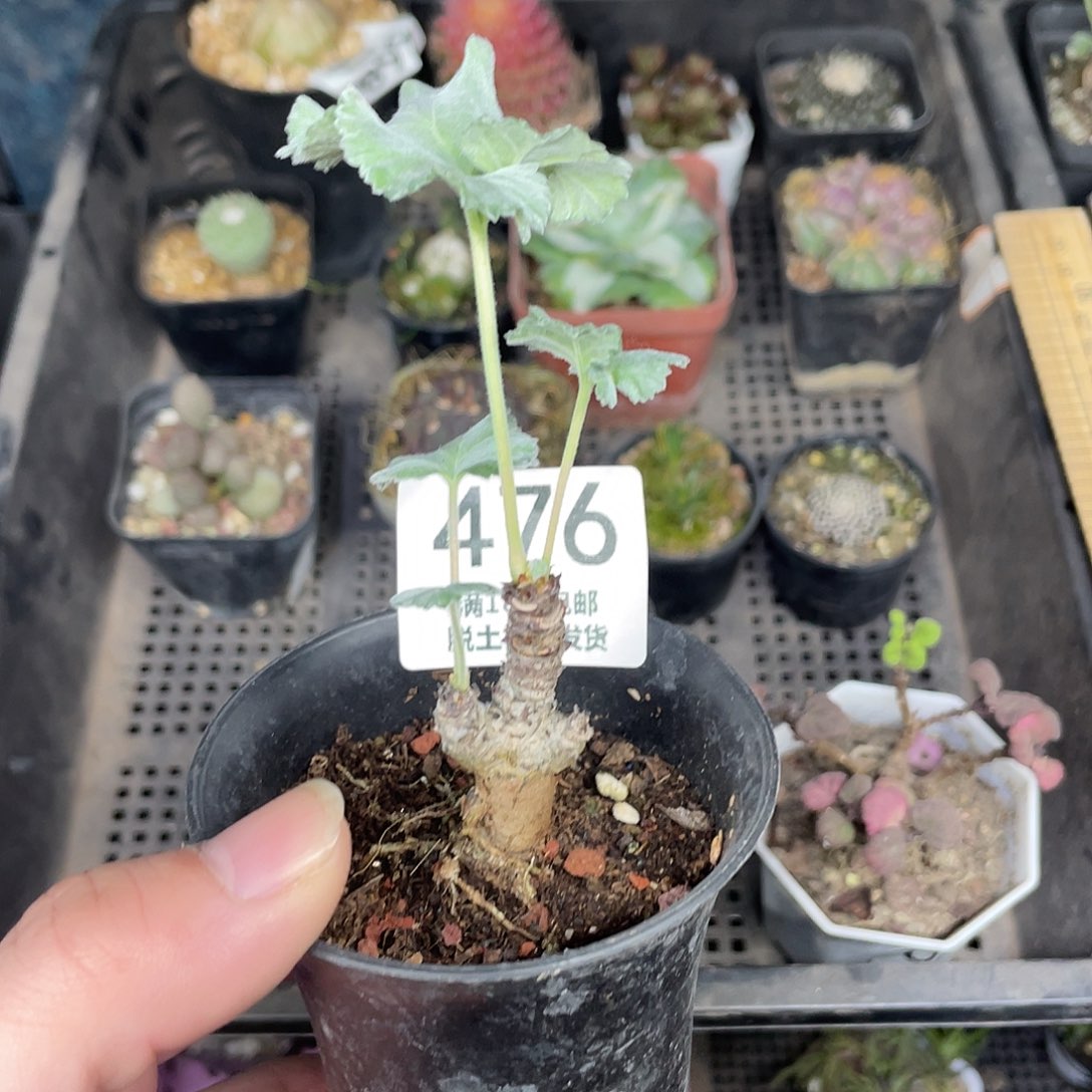 476枯叶洋葵（满18包邮）