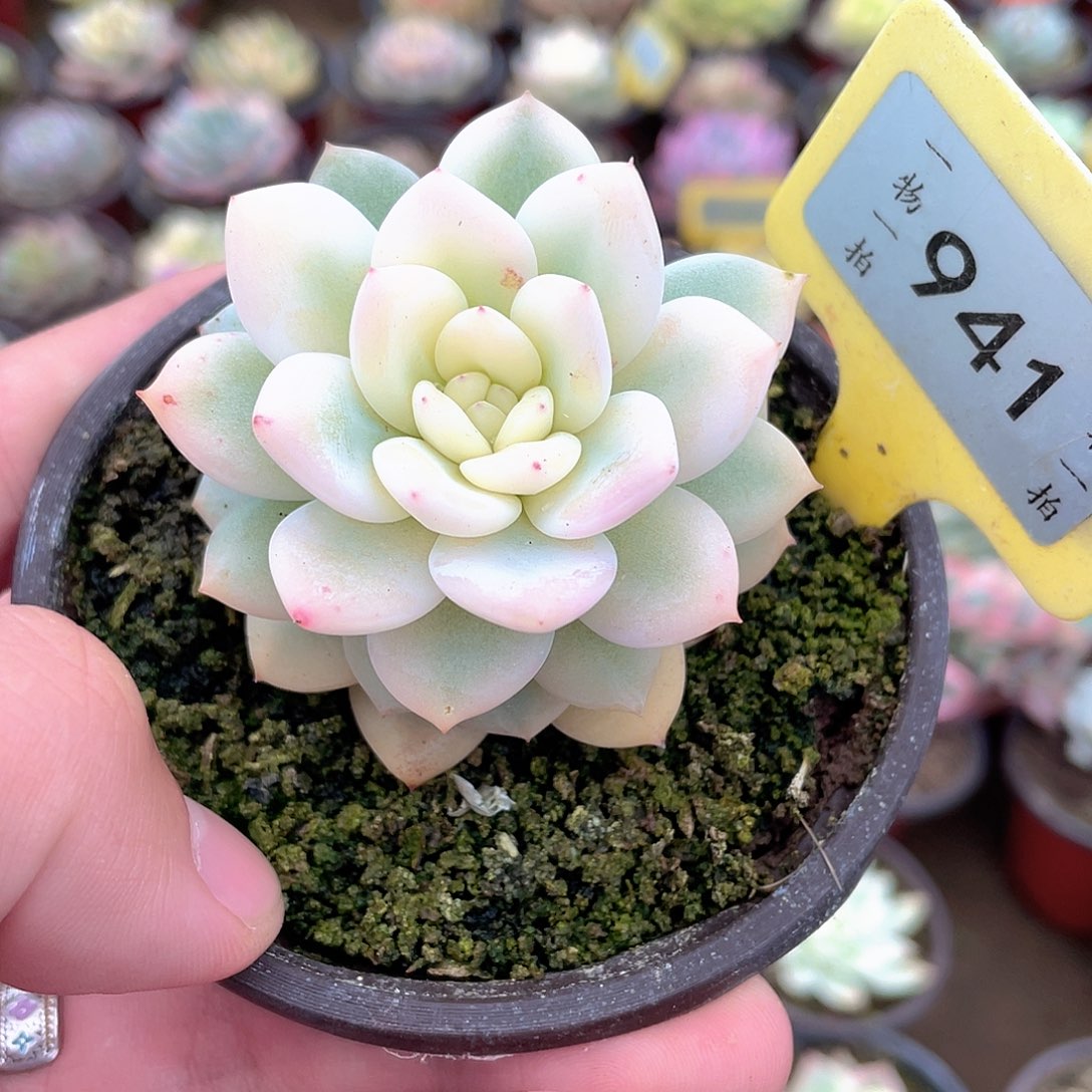 喵***令941号多肉植物盆栽