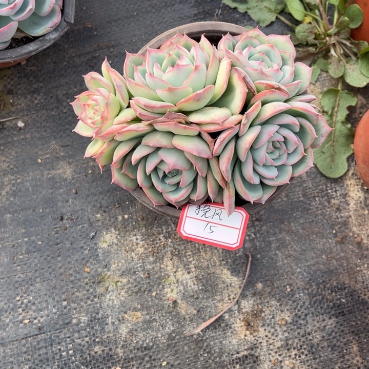 挽***L侧影多肉十二厘米盆