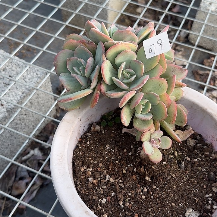 用****8079血凤脱土发货不退不换