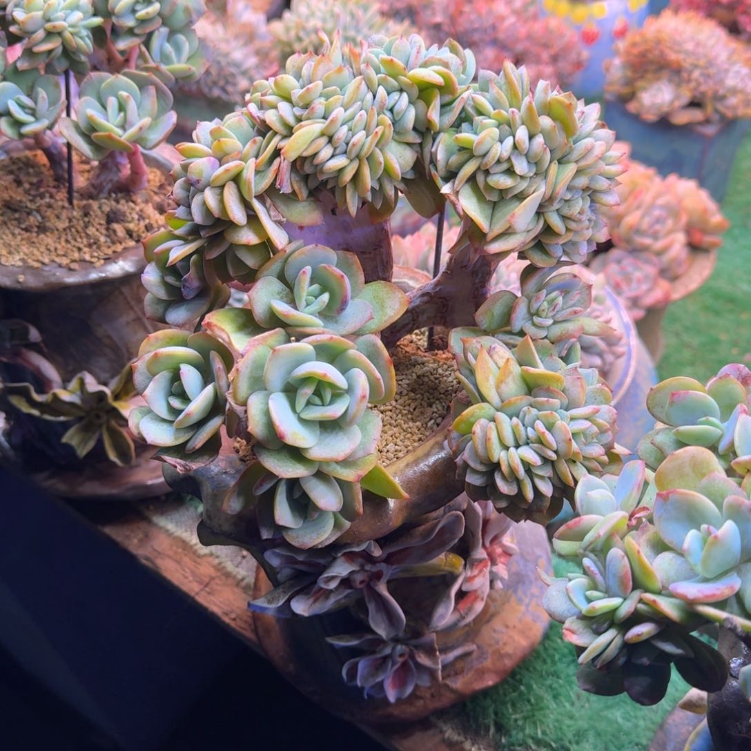 白凤缀化树无砍多肉