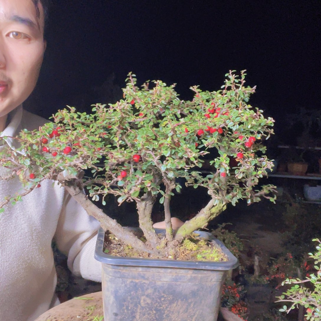 无花朵荀子盆景园区