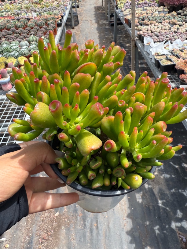 招财树类多肉植物