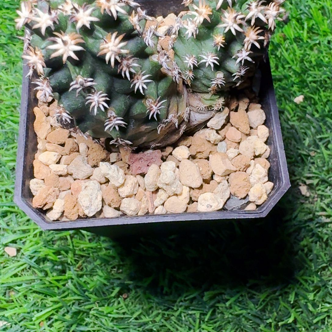 直播间，青花虾，专拍，