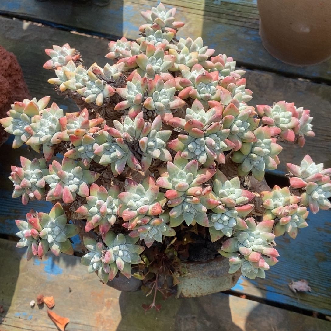 丁***乙白母啦啦啦啦啦啦