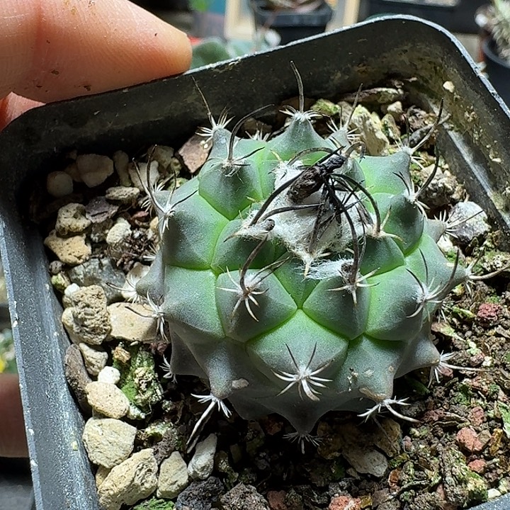 876娇丽杂交脱土发货