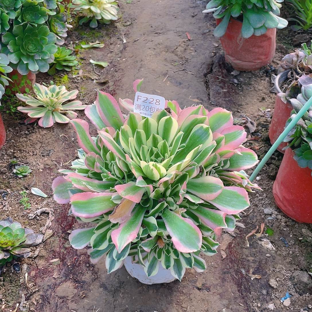 228雨花石多肉小损不包