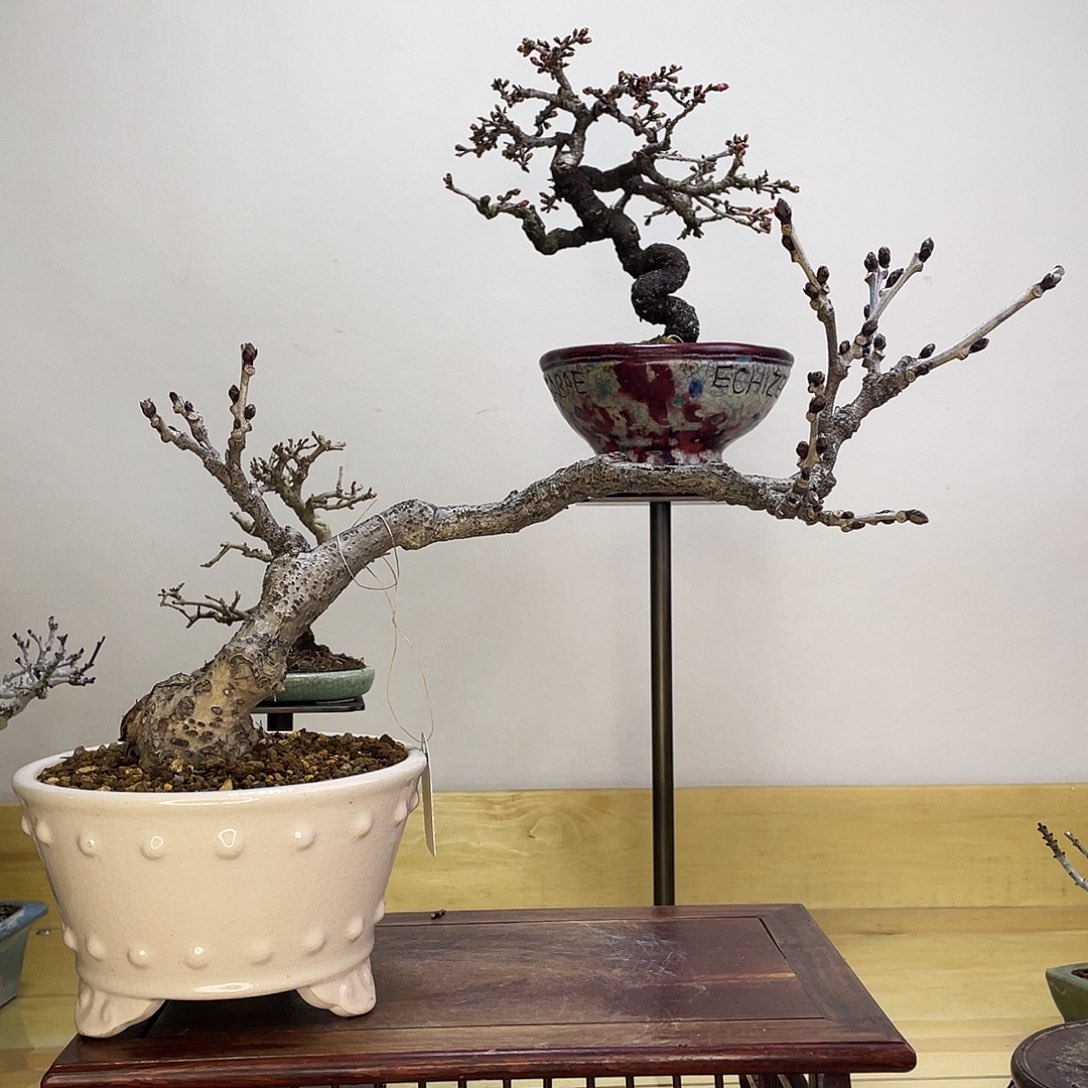 木本丰花紫藤盆栽