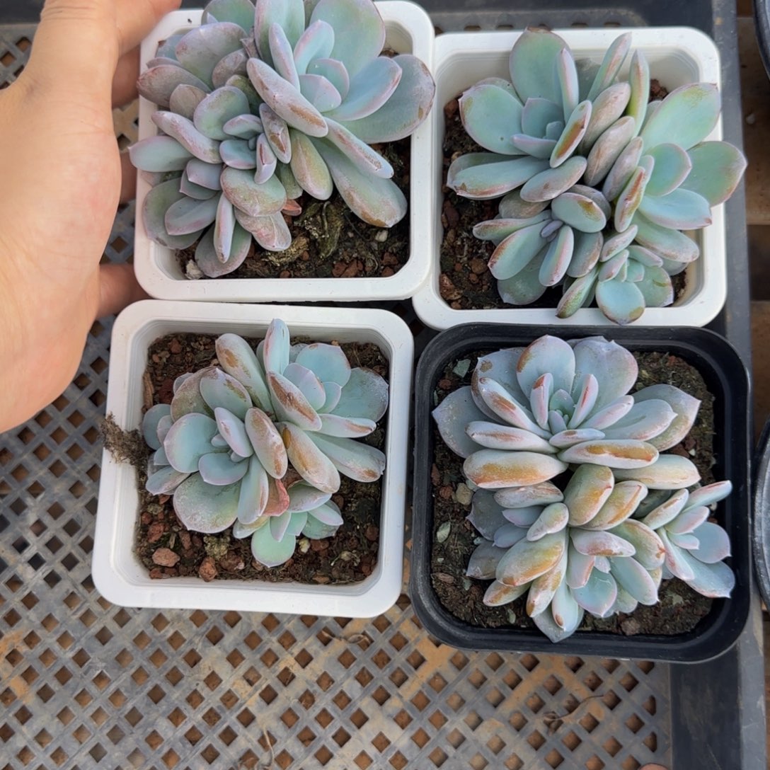 4头大奶茶1颗特价