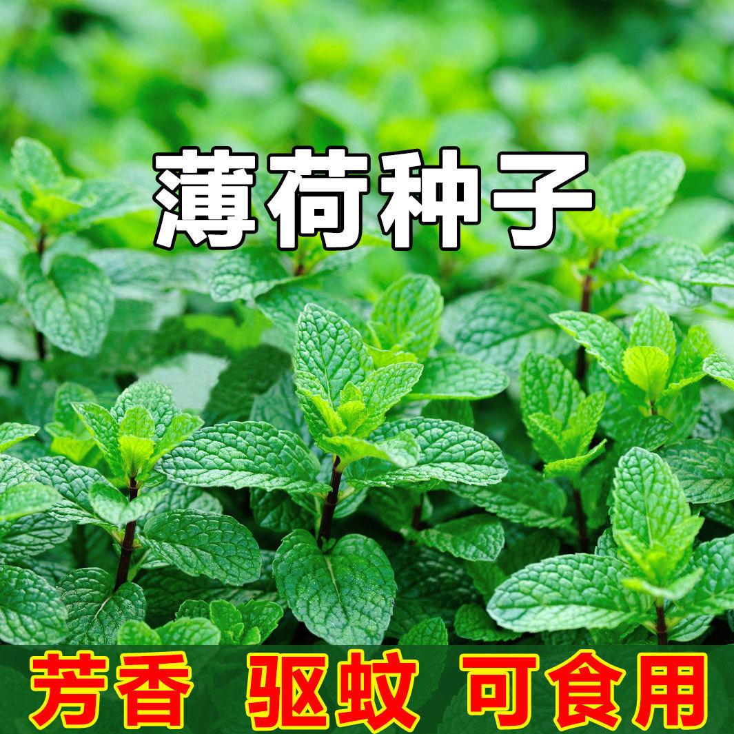 食用薄荷种籽留兰香薄荷种籽驱蚊花草植物种籽四季阳台盆栽薄荷籽