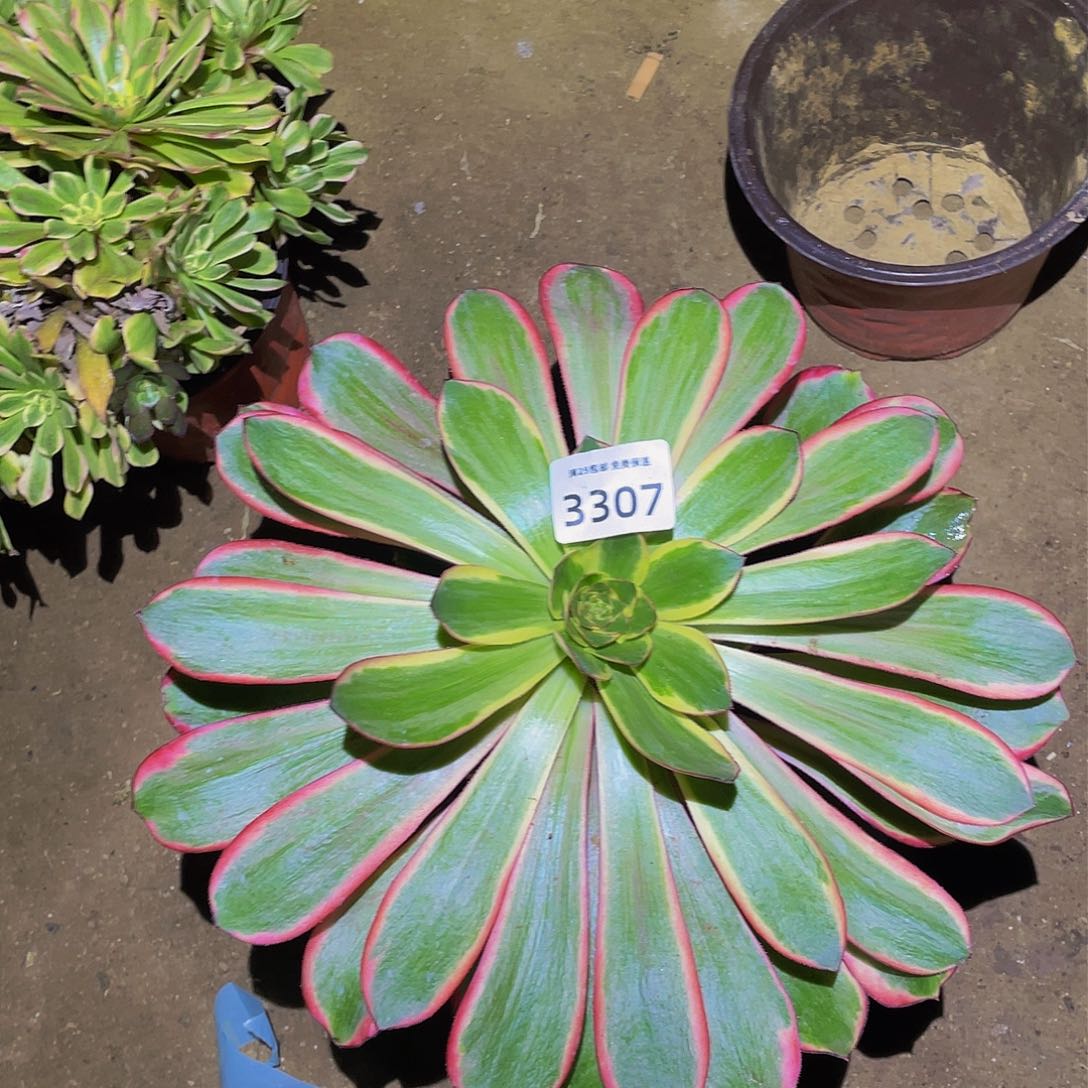 3307红魔女多肉植物
