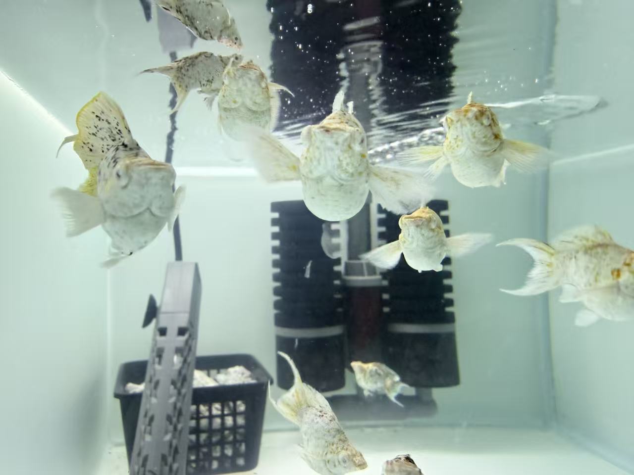 越南原线红宝石眼五彩牛 燕尾 玛丽球鱼 热带观赏鱼