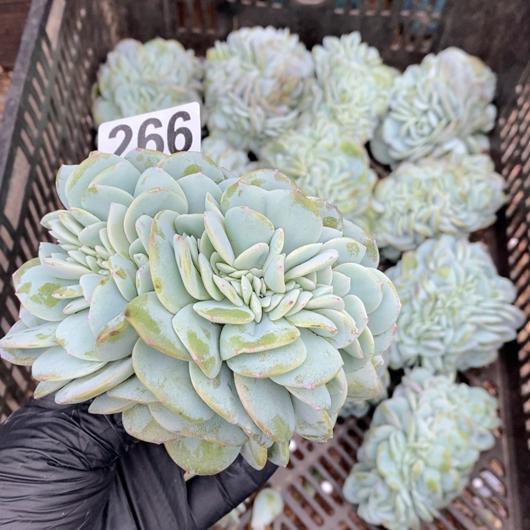 *****266 奶茶缀缀哇哇哇呀