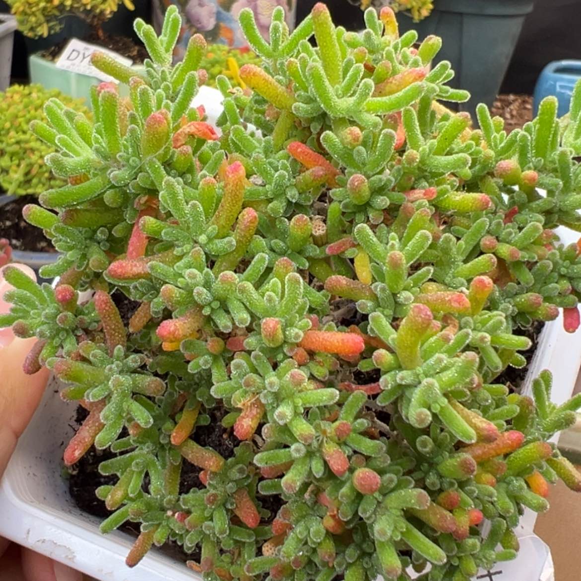 【闪购商品】衡*dy6408小精控冰川冠幅8.5cm