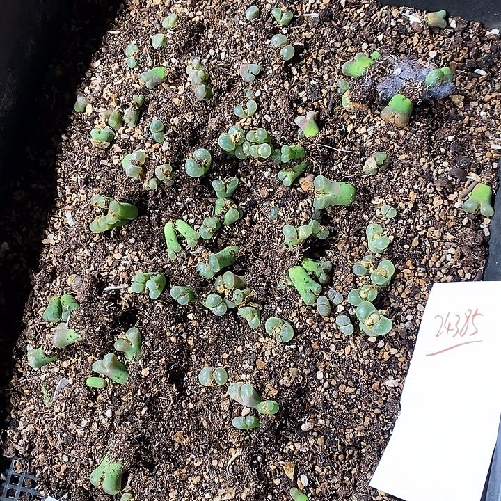 24385。     清框粉樱花。      全部。 