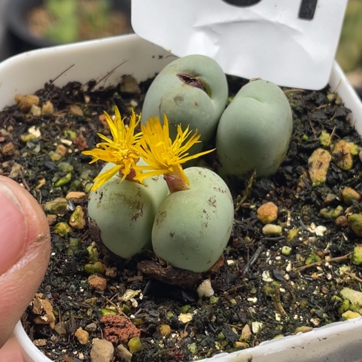 完全开放861鸽子蛋双头两颗