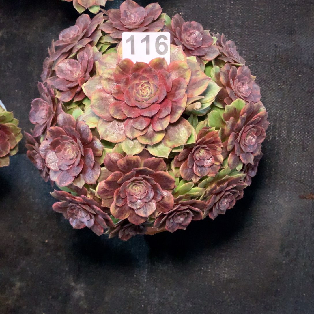 丝绒116法师多肉植物2800000