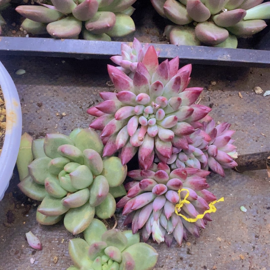 多肉植物植物植物