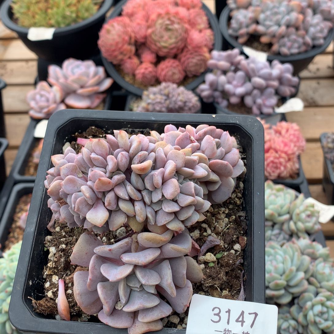 11厘米胸花雪精灵缀3147