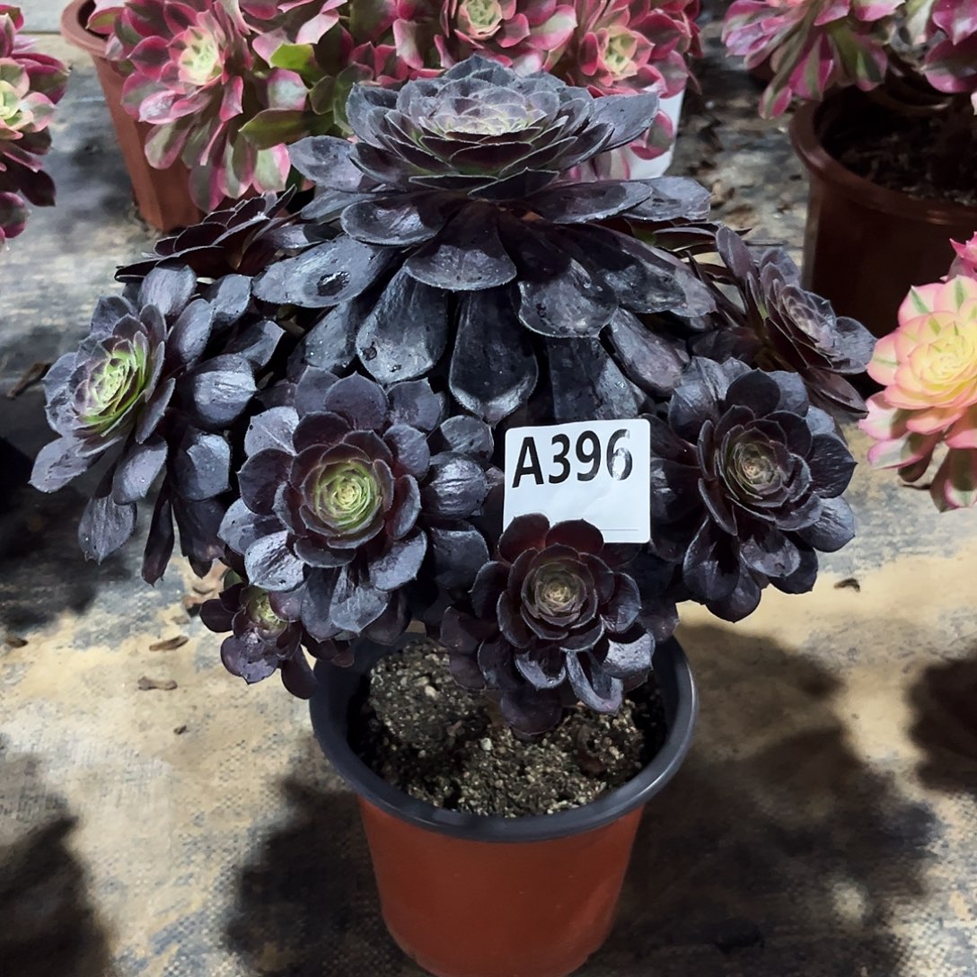 多肉植物黑美人396多肉