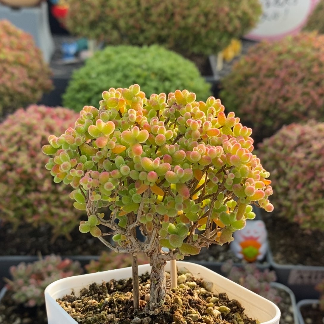 金橘糖球4193枝干番杏