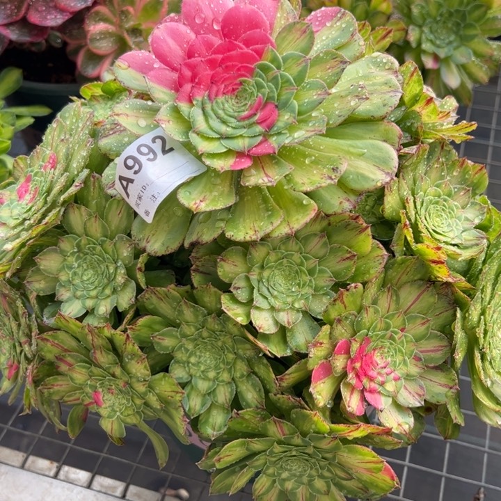 992知否30厘米左右