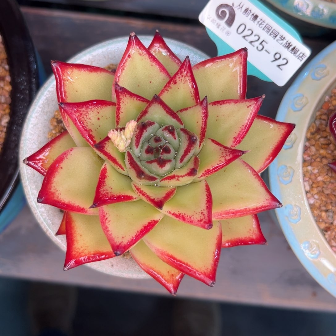 多肉一物一拍0225-92