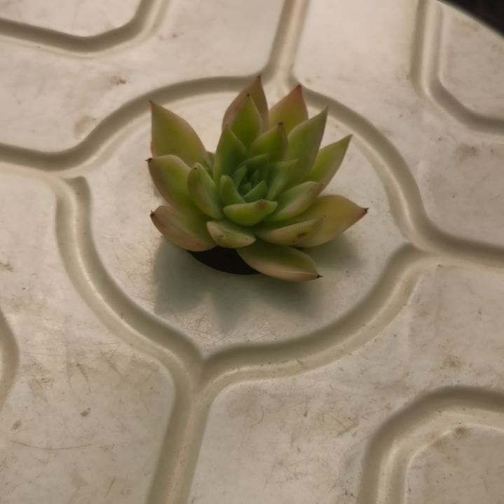 弗兰克白覆轮锦多肉植物