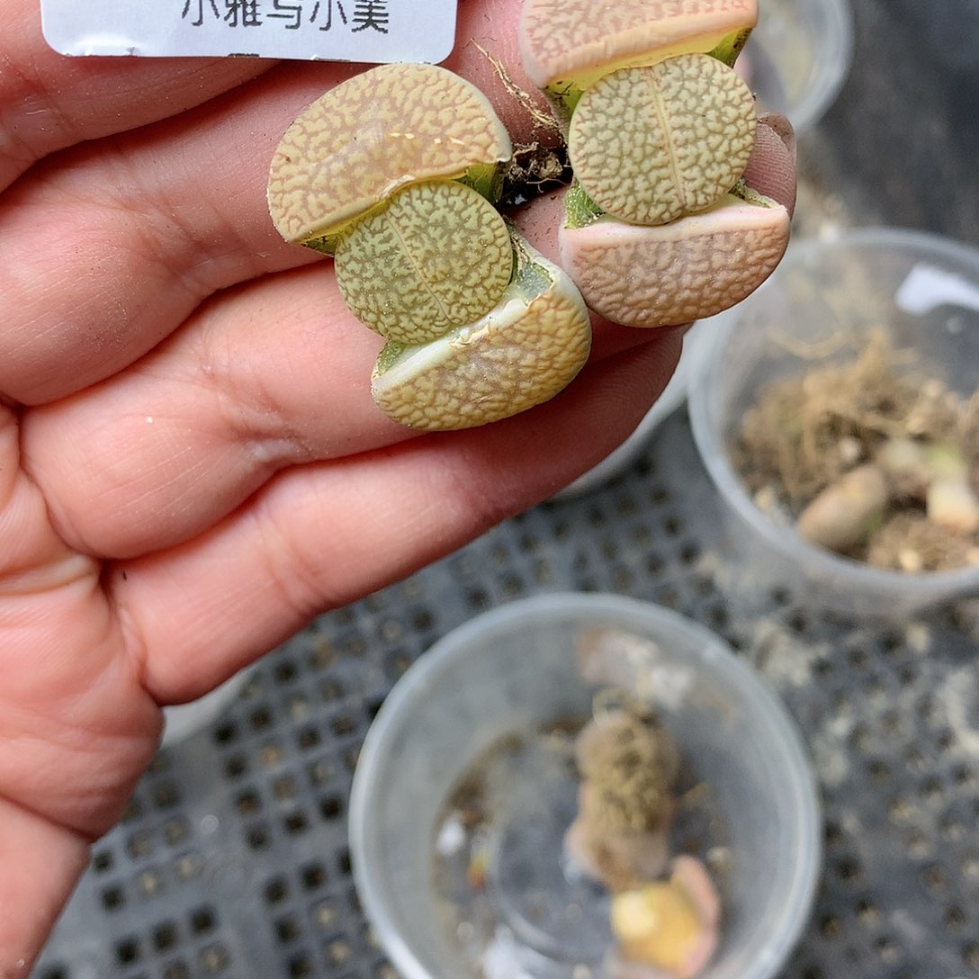 B193多肉植物保护研究所