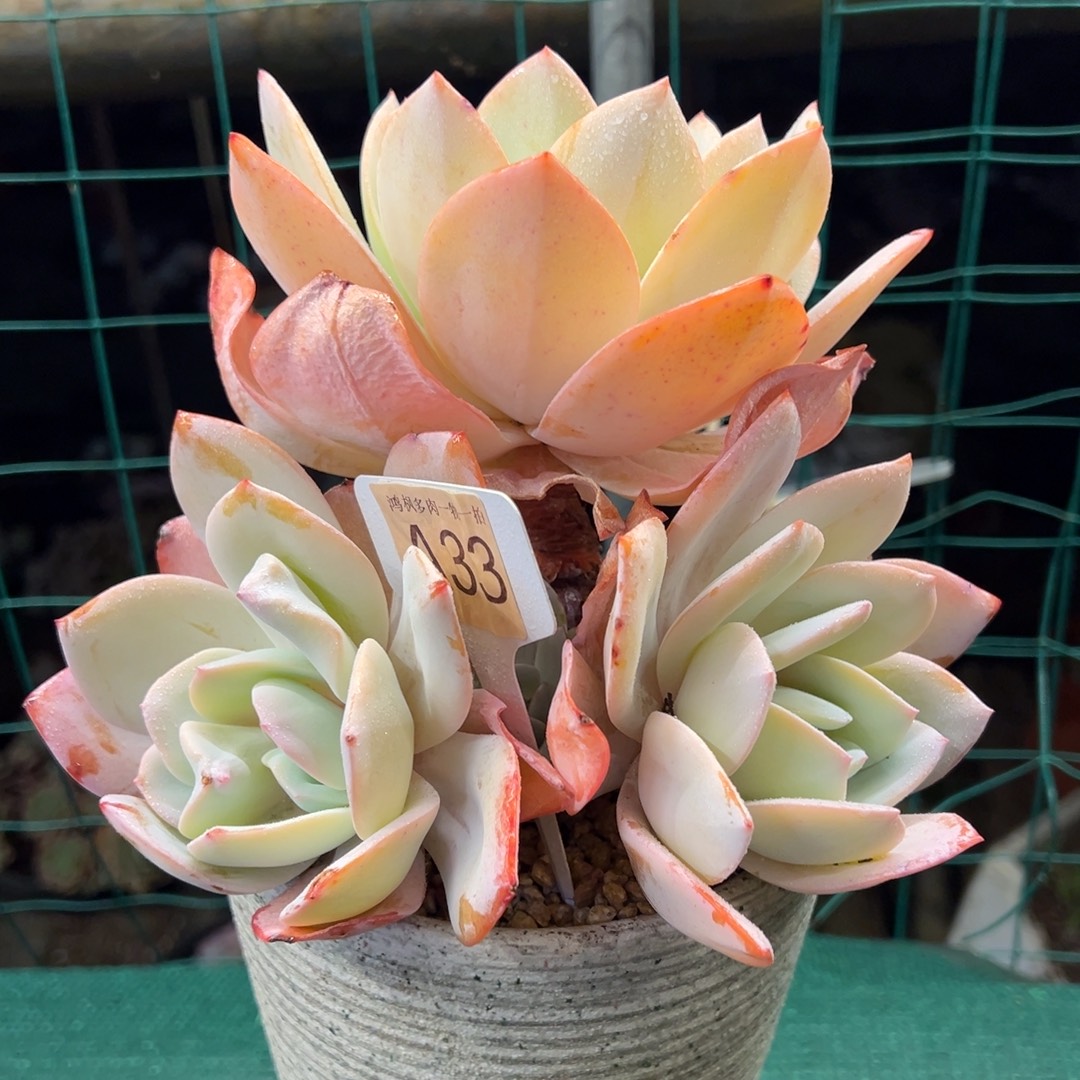 奶茶，，，，，，，，，，，，，，，，，