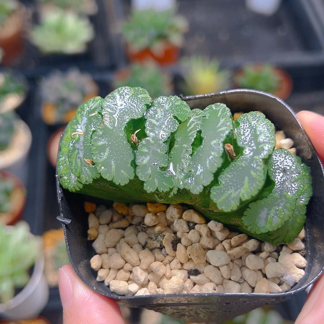 会***牛白凤凰玉扇多肉多肉