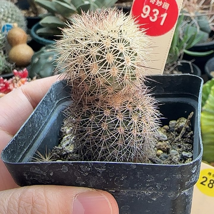 实生球上球御旗虾