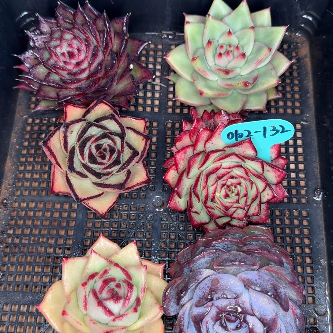 从前慢多肉精选编号0102.132