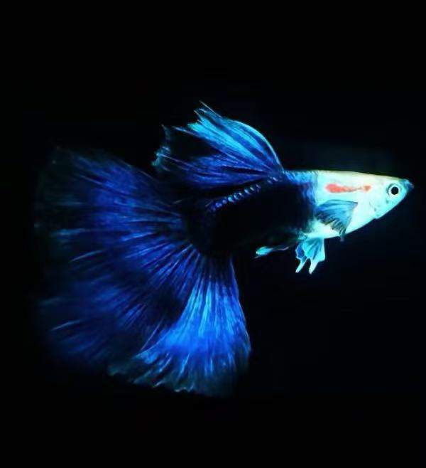 精品蓝礼服孔雀鱼小型观赏热带淡水鱼适合新手养殖耐活好养
