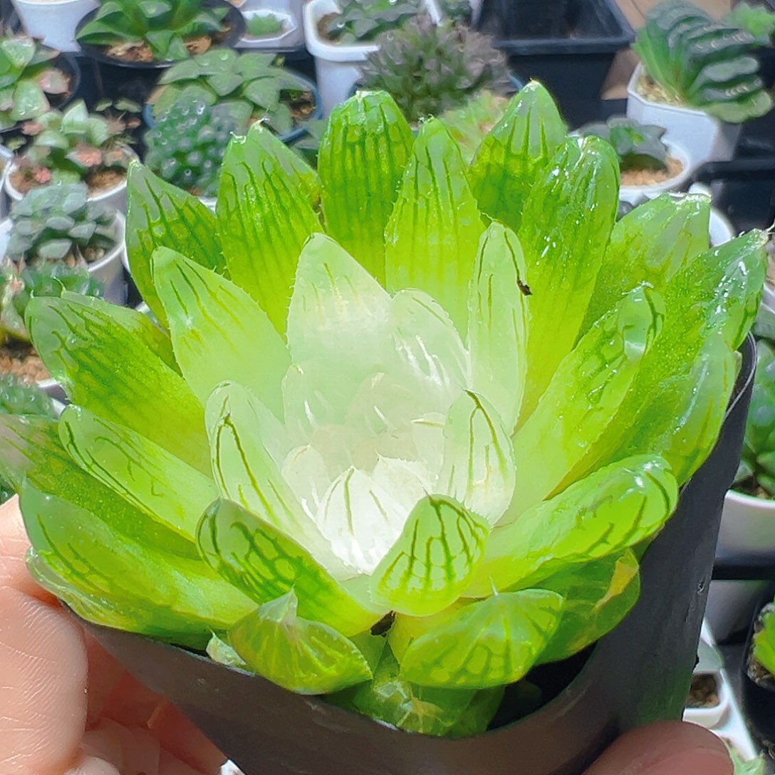 白娘子多肉多肉多肉多肉