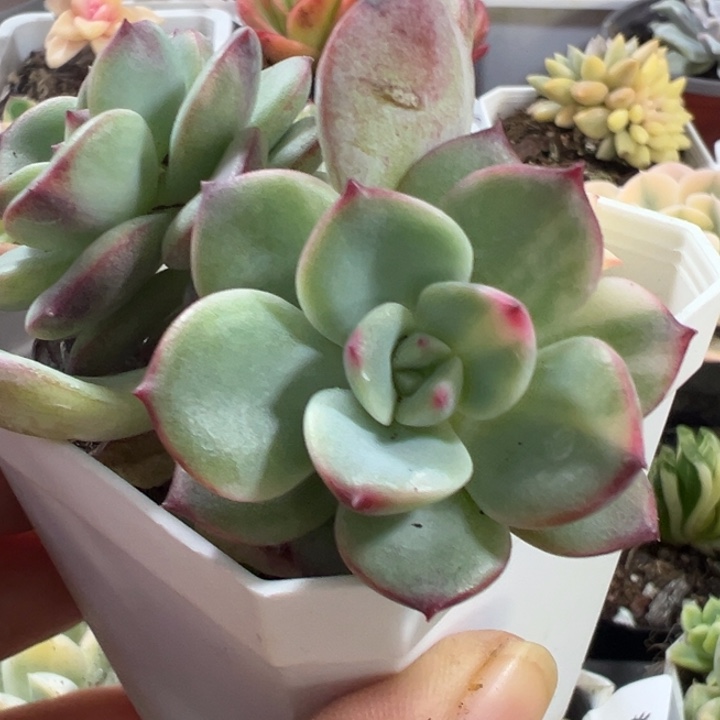 三文鱼锦多肉植物409