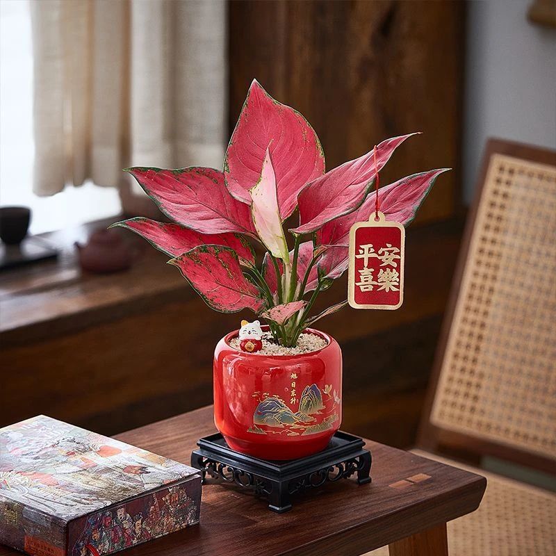 吉利红如意皇后盆栽室内绿植年宵花卉好养净化空气办公室桌面盆景