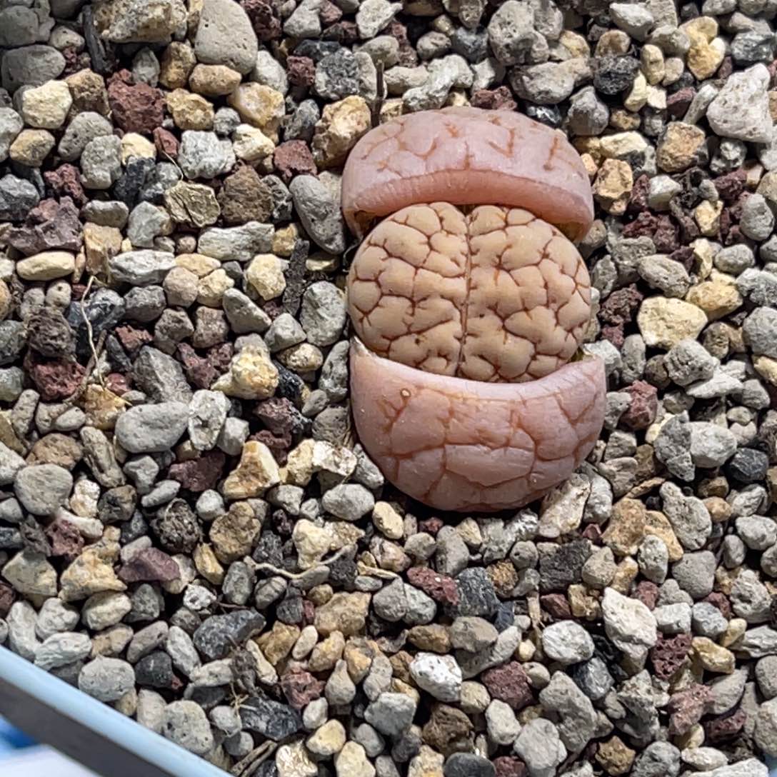 7427球体蛙哥189粉体