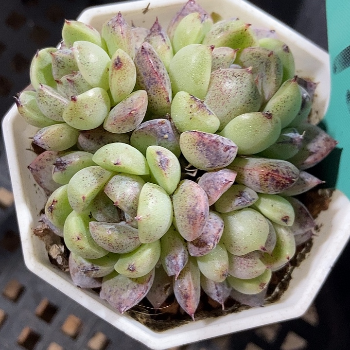 多肉植物赤水晶7315多肉